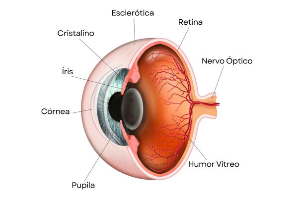 Entenda como o olho humano funciona